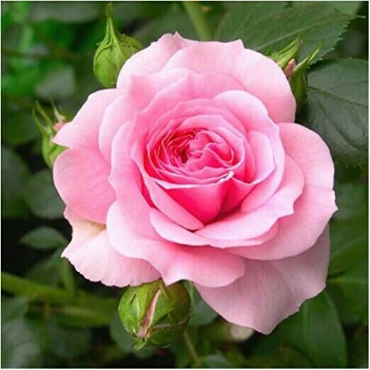 10 seeds Pink Rose Flower