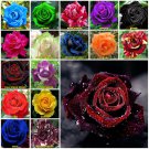 Blood Black 10 seeds Rose Seeds Home Garden Plant
