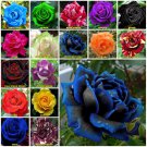 Midnight Blue 10 seeds Rose Seeds Home Garden Plant