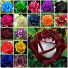 Ruby 10 seeds Rose Seeds Home Garden Plant