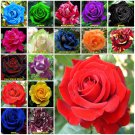 Red 10 seeds Rose Seeds Home Garden Plant