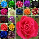 Pink 10 seeds Rose Seeds Home Garden Plant