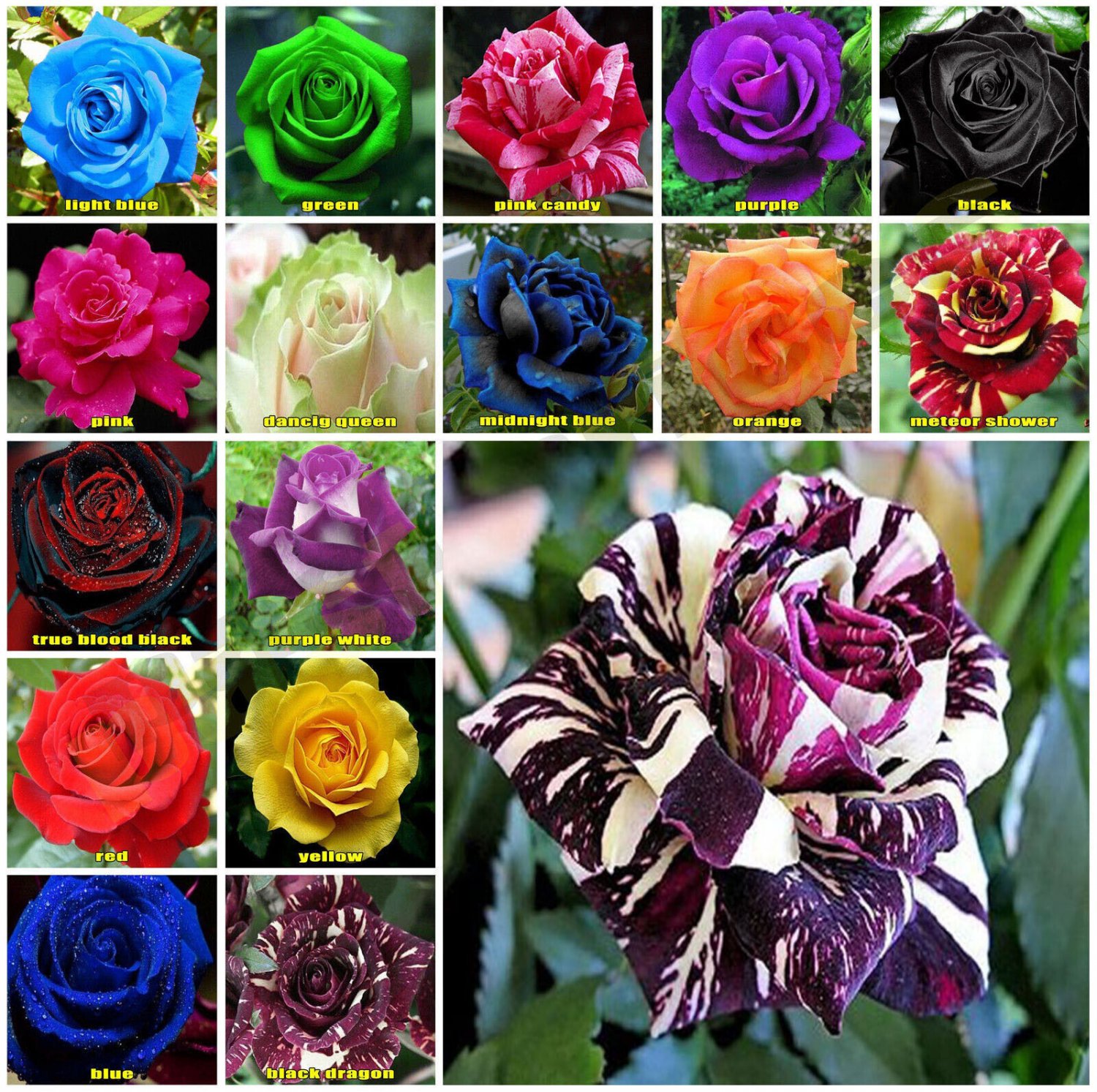Black Dragon 10 seeds Rose Seeds Home Garden Plant