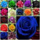 Blue 10 seeds Rose Seeds Home Garden Plant