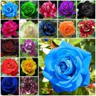 Light Blue 10 seeds Rose Seeds Home Garden Plant