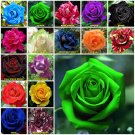 Green 10 seeds Rose Seeds Home Garden Plant