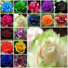 Dancing Queen 10 seeds Rose Seeds Home Garden Plant
