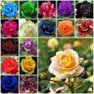 Piece 10 seeds Rose Seeds Home Garden Plant