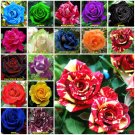 Meteor Shower 10 seeds Rose Seeds Home Garden Plant
