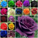 Purple 10 seeds Rose Seeds Home Garden Plant
