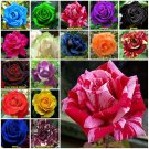Pink Candy 10 seeds Rose Seeds Home Garden Plant