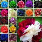 Zampa Dust 10 seeds Rose Seeds Home Garden Plant