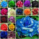 Blue Dragon 10 seeds Rose Seeds Home Garden Plant