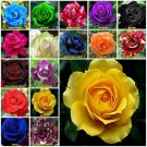 Yellow 10 seeds Rose Seeds Home Garden Plant