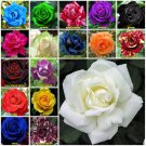 White 10 seeds Rose Seeds Home Garden Plant