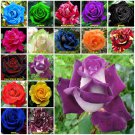 Purple White 10 seeds Rose Seeds Home Garden Plant