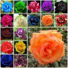 Orange 10 seeds Rose Seeds Home Garden Plant