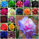 Stifling 10 seeds Rose Seeds Home Garden Plant