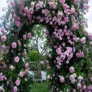 10 seeds Pink Climbing Rose Seeds Flower Garden