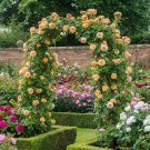 10 seeds Yellow Climbing Rose Seeds Flower Garden