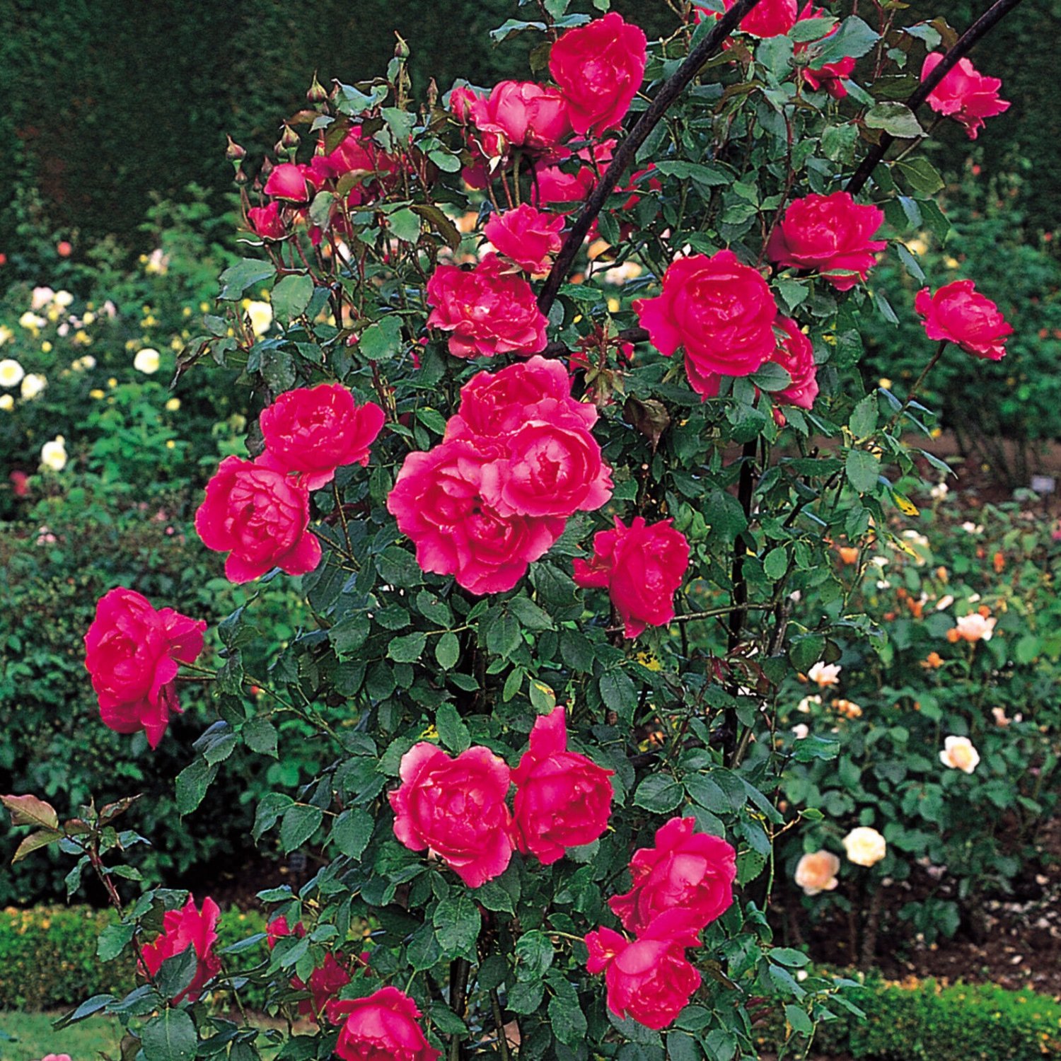 10 seeds Parade Climbing Rose Seeds Flower Garden
