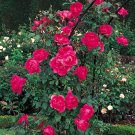 10 seeds Parade Climbing Rose Seeds Flower Garden