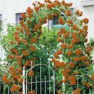 10 seeds Orange Climbing Rose Seeds Flower Garden