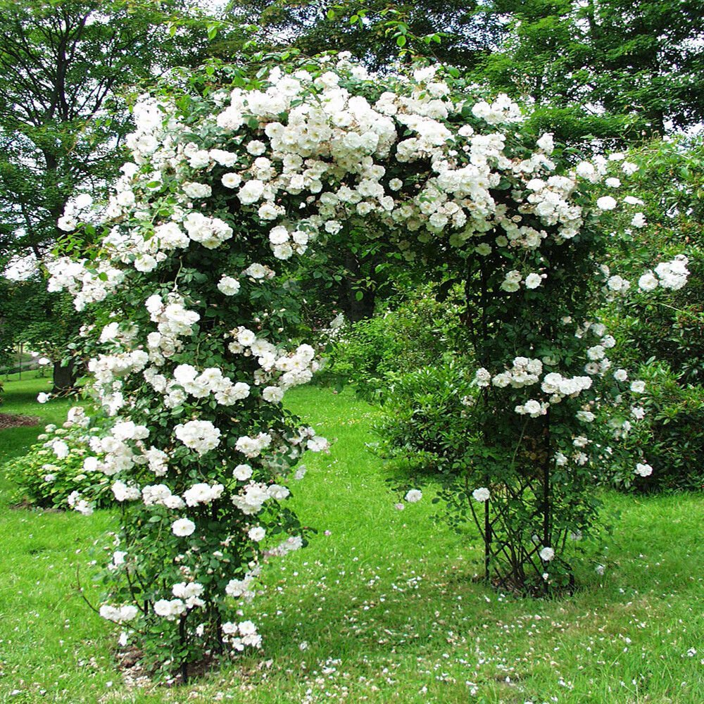 10 seeds White Climbing Rose Seeds Flower Garden
