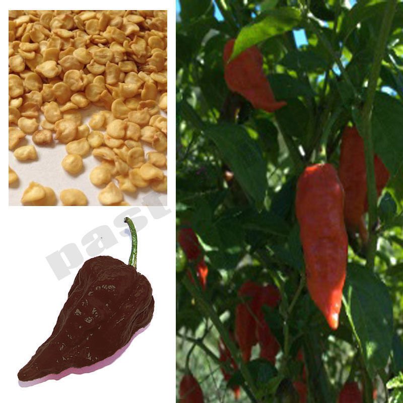 10 seeds Chocolate Ghost Chilli Pepper Super Hot