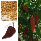 10 seeds Chocolate Ghost Chilli Pepper Super Hot