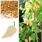 10 seeds White Bhut Jolokia Hot Ghost Chilli