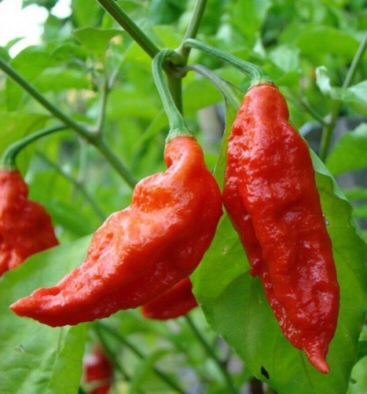10 seeds Red Ghost Chilli Seeds