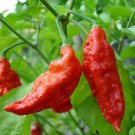 10 seeds Red Ghost Chilli Seeds
