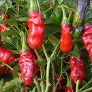 10 seeds Penis Chilli Red Hot Peter Pepper Willy