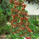 10 seeds Red Climbing Strawberry Seeds