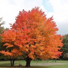 10 seeds Colorful Canadian Maple Tree Seeds