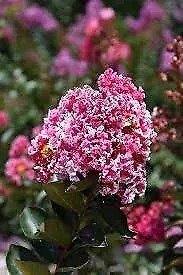 Crape Myrtle Raspberry Sundae Extra Large 3 Gallon Plants Dual-Color Red