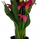 Garnet Glow Calla Lily Plant -Hot Pink - 4.5" Pot