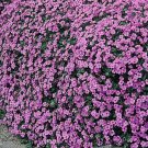 20 Seeds Cockscomb Mixed Colors Dwarf Celosia Cristata Usps Shipping