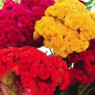 500 Seeds Coreopsis Lanceleaf Dwarf Perennial Coreopsis Usps Shipping