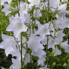 200 Seeds Arabis Wall Rock Cress Spring Charm Arabis Usps Shipping