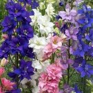 50 Seeds Arabis Wall Rock Cress Pink Arabis Alpina Caucasica Rosea Usps Shipping