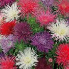 20 Seeds Carnation Grenadin King Of Blacks Dianthus Caryophyllus Usps Shipping