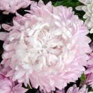 100 Seeds Sedum Purple Carpet Stonecrop Sedum Spurium Coccineum Usps Shipping