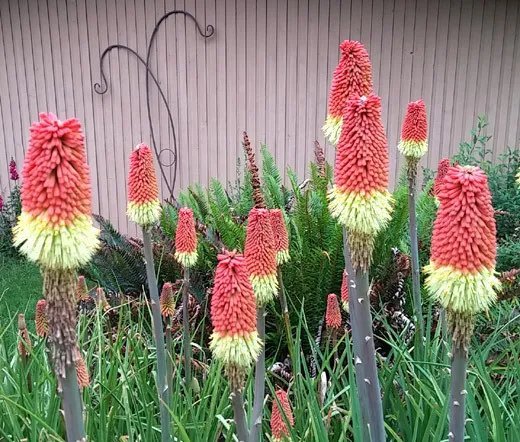 20 Seeds Red Hot Poker Torch Lily Kniphofia Uvaria Royal Castle Usps Shipping