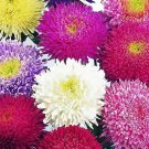 11,000 Bulk Seeds Oriental Poppy Mixed Colors Papaver Orientale Usps Shipping