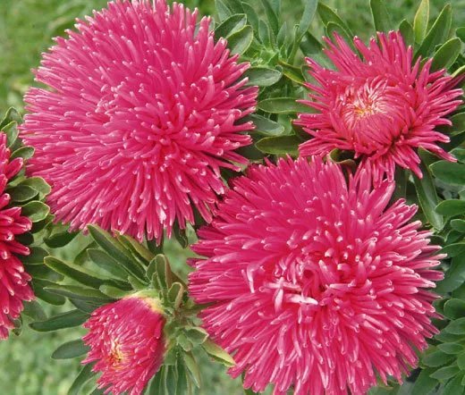 20 Seeds Aster Powder Puff Mixed Colors Callistephus Chinensis Usps Shipping