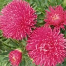 20 Seeds Aster Powder Puff Mixed Colors Callistephus Chinensis Usps Shipping