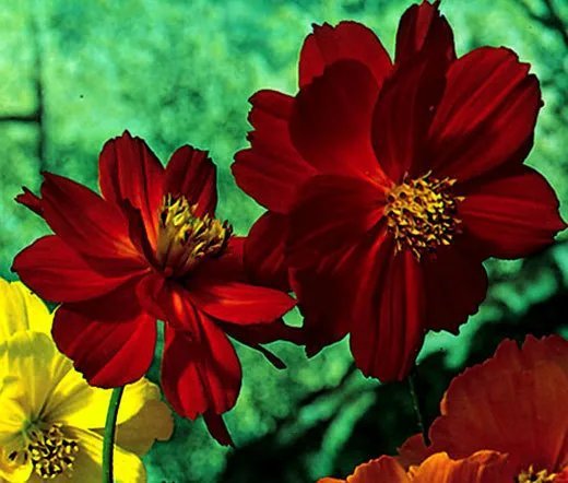 20 Seeds Carnation Chabaud Mixed Colors Dianthus Caryophyllus Usps Shipping