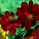 20 Seeds Carnation Chabaud Mixed Colors Dianthus Caryophyllus Usps Shipping
